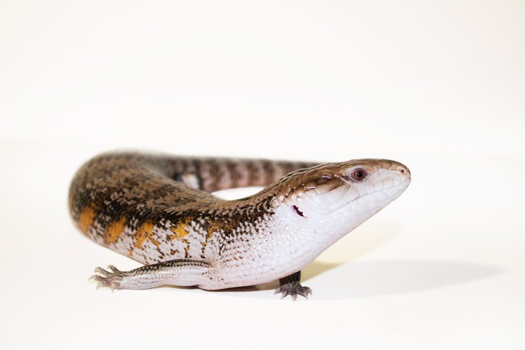 blue-tongued skink wildlife relocation sydney