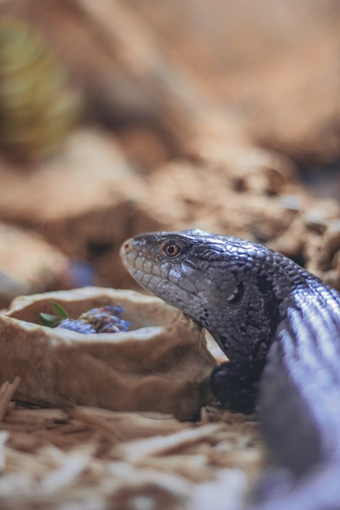 blue-tongued lizard native wildlife removal