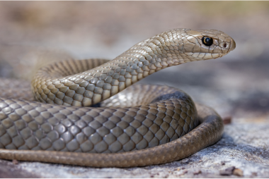Snake catcher Sydney backyard