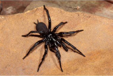 Funnel web removal sydney