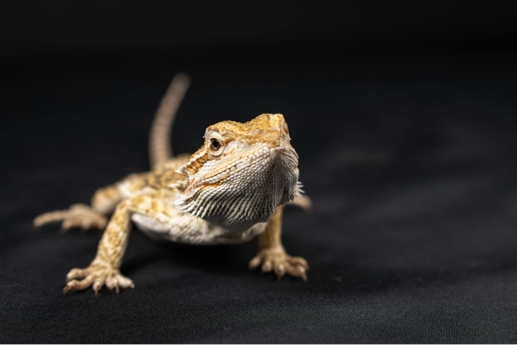 Bearded Dragon reptile rescue sydney