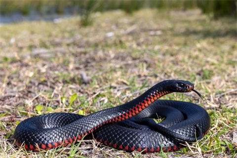 red-belly-black-snake capture North NSW Coast