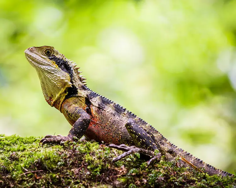 Wildlife rescue Blue Mountains